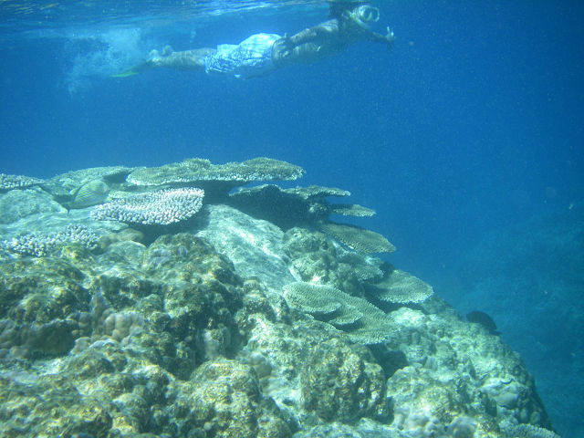 ニシ浜沖のシュノーケルでサンゴ鑑賞 ：波照間島